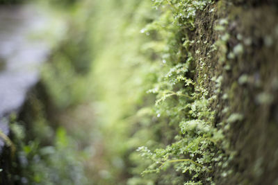 Close-up of moss growing on tree trunk