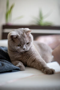 Cat sleeping and playing on bed