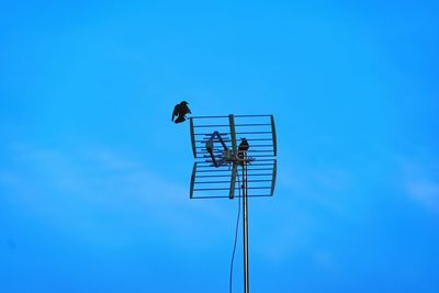 Low angle view of ravens on antenna against blue sky