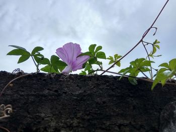 Close-up of flowers blooming outdoors