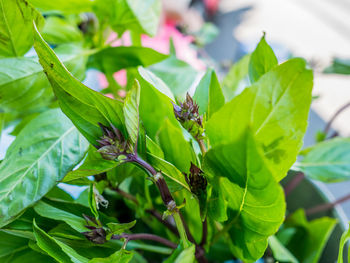 Close-up of insect on plant