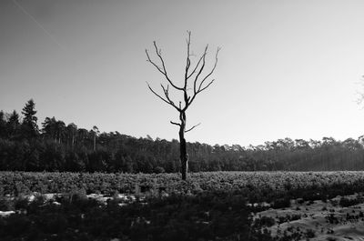 Plants growing on field against clear sky