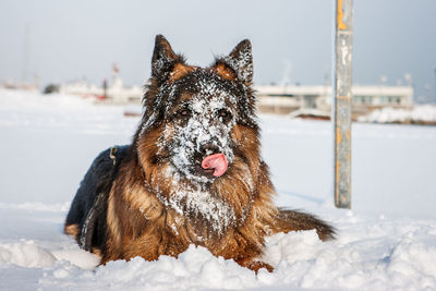 Dog on snow covered land