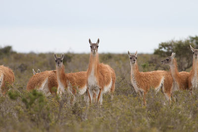 Group of llama standing on field