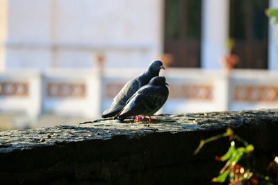 Bird perching on retaining wall