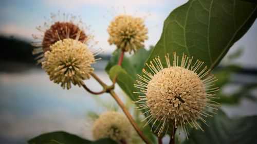 Close-up of flowers against blurred background