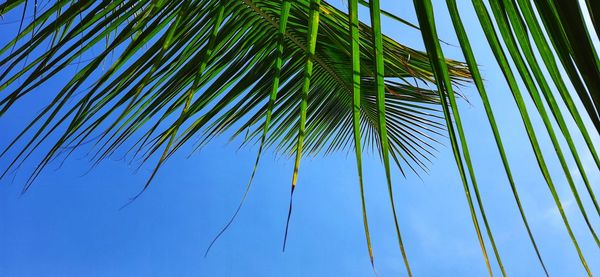 Low angle view of coconut palm tree against blue sky