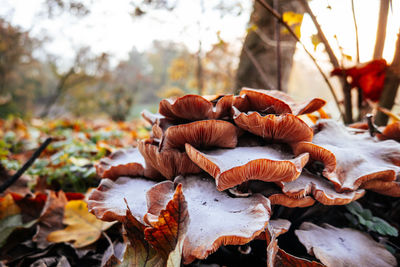 Close-up of mushrooms growing on field during autumn