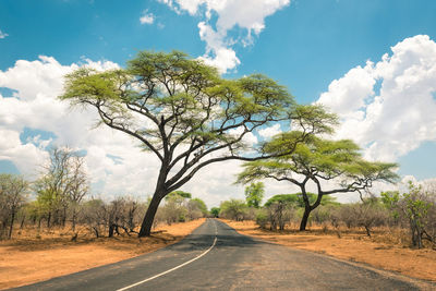 Road amidst trees against sky