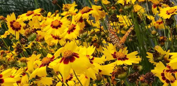 Close-up of yellow flowering plants