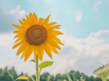 Close-up of sunflower against sky