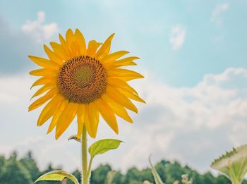 Close-up of sunflower against sky