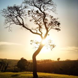 Sun shining through trees on field