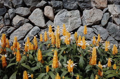 Close-up of yellow flowering plants on field