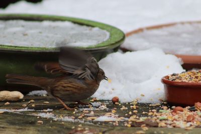 Close-up of birds eating food
