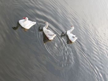 Swan swimming in lake