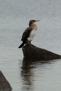 Bird perching on a lake