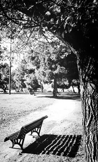 Trees in park