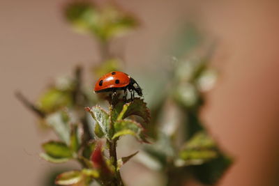 Close-up of ladybug on plant