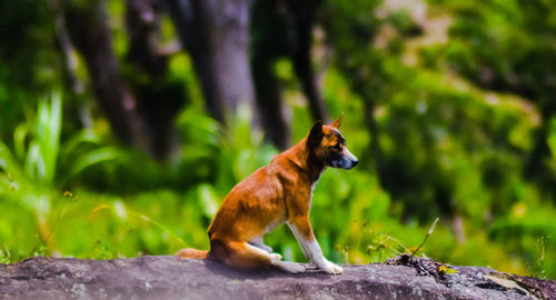 View of a dog on land