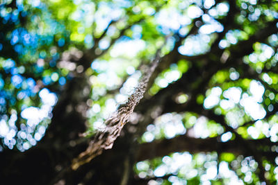 Low angle view of tree branch in forest