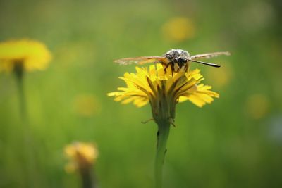 Close-up of insect on yellow flower