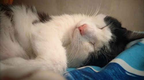 Close-up of cat relaxing on hand