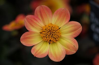 Close-up of flower blooming in park