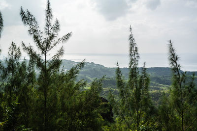 Scenic view of forest against sky