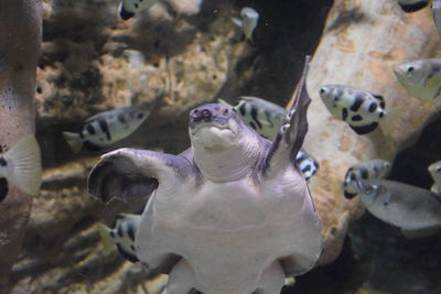 View fish and turtle swimming in aquarium dubai 