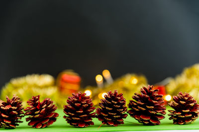 Close-up of flowering plants against black background