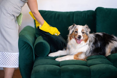 The maid cleans the sofa from dog hair. australian shepherd. removing dog's hair from furniture 