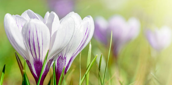 Close-up of purple flowers blooming outdoors