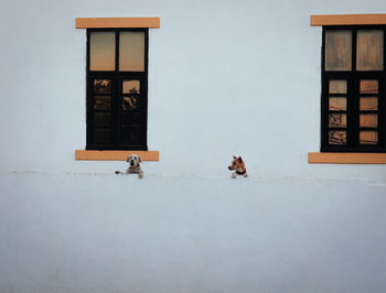 Dogs on building against windows