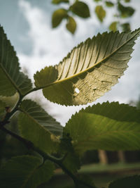 Close-up of leaves against sky