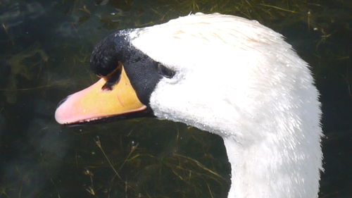 Close-up of birds in water