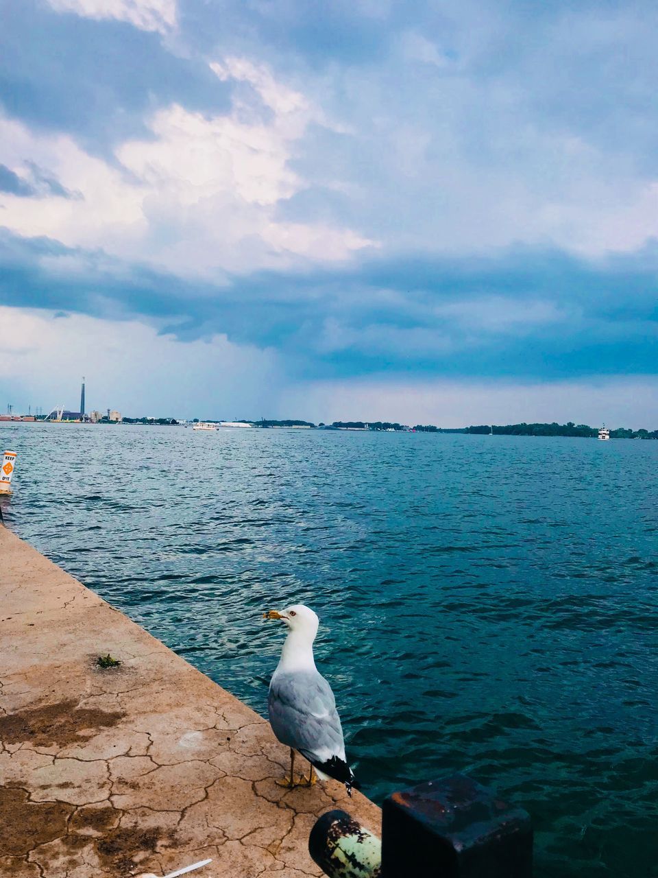 animal themes, vertebrate, animal, bird, animals in the wild, water, animal wildlife, sky, cloud - sky, sea, one animal, perching, seagull, beauty in nature, scenics - nature, no people, nature, day, outdoors