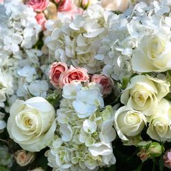 Close-up of roses