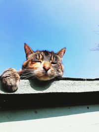 Portrait of a cat