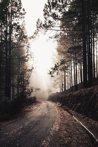 Dirt road along trees in forest