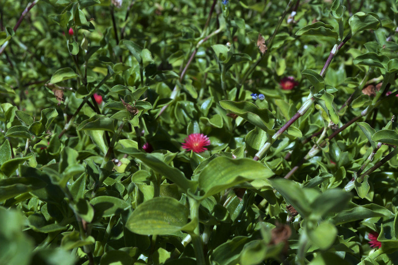 growth, leaf, freshness, plant, flower, green color, beauty in nature, nature, red, branch, close-up, pink color, day, outdoors, tree, bud, fragility, focus on foreground, growing, no people