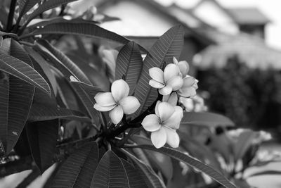 Close-up of flowers