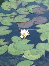 Close-up of lotus water lily in pond