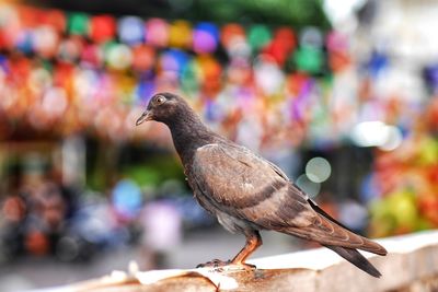 Close-up of bird perching on table