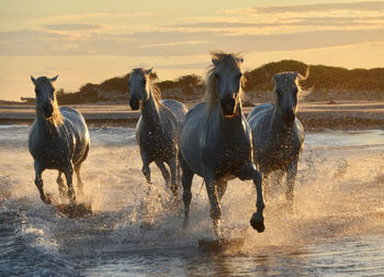 Horses running in the water