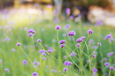 Close-up of purple flowering plants on field