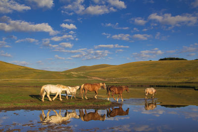 Horses walking by field against sky