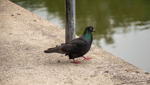 High angle view of bird perching on a lake