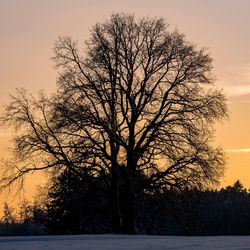 Silhouette bare tree on field against sky during sunset