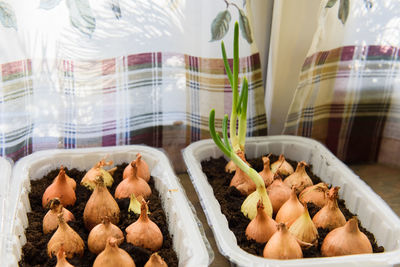 Close-up of vegetables for sale